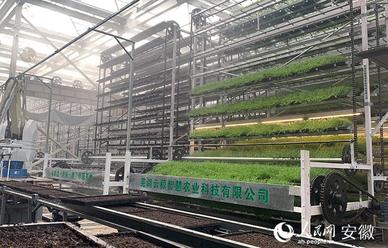 走进位于示范基地的智能育秧育苗中心,新鲜感和科技感扑面而来,只见
